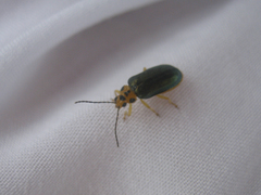 Xanthogaleruca aenescens