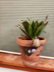 Dracaena fragrans compacta