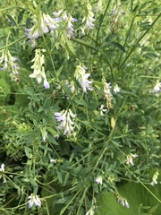 Vicia biennis