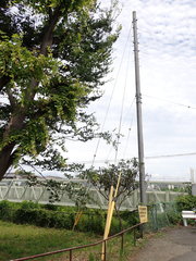Eriobotrya japonica