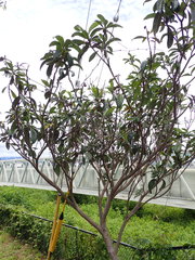 Eriobotrya japonica