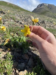 Arnica griscomii