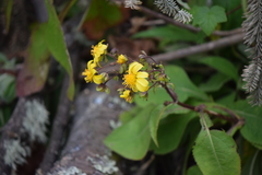 Rumfordia floribunda