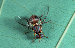 Bactrocera biguttula