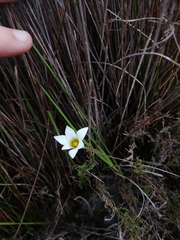 Romulea flava
