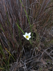 Romulea flava