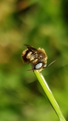 Epeoloides coecutiens