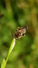 Epeoloides coecutiens