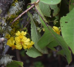 Rumfordia floribunda