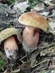 Suillellus queletii