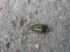 Xanthogaleruca aenescens