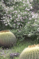 Kroenleinia grusonii