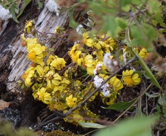 Rumfordia floribunda