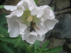 Bombus opulentus