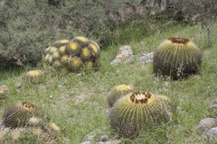 Kroenleinia grusonii