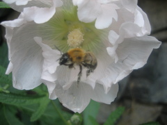 Bombus opulentus