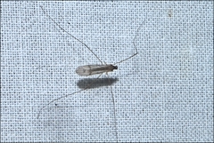 Antocha australiensis