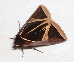 Agamana conjungens