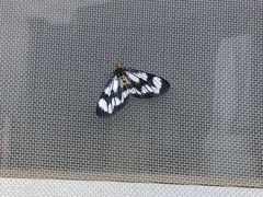 Cystidia truncangulata