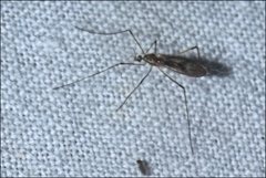 Molophilus pulchripes