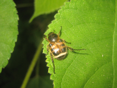 Lasiotrichius succinctus