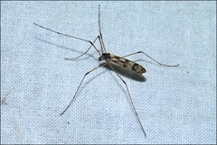 Paralimnophila