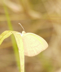 Eurema herla