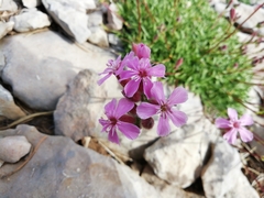 Saponaria caespitosa