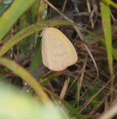 Eurema herla