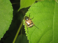 Lasiotrichius succinctus