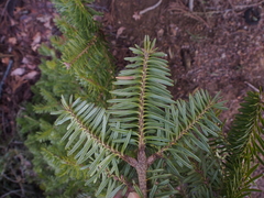Abies firma