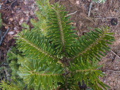 Abies firma
