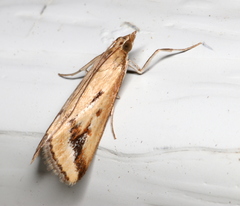 Achyra massalis