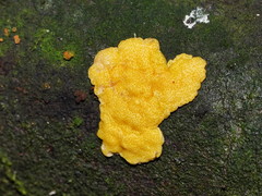 Trichoderma victoriense