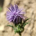 Mountain Safflower - Photo (c) Francesc Caralt Rafecas, some rights reserved (CC BY-NC), uploaded by Francesc Caralt Rafecas
