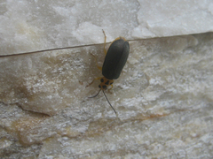 Xanthogaleruca aenescens