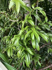 Podocarpus grayae