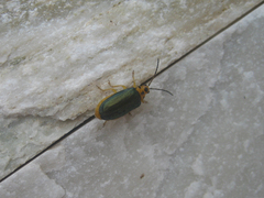Xanthogaleruca aenescens