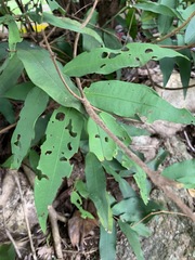 Syzygium wilsonii