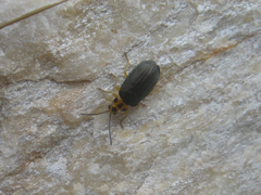 Xanthogaleruca aenescens