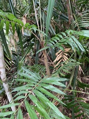 Calamus australis