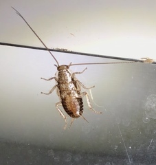 Parellipsidion latipenne