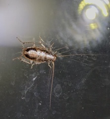 Parellipsidion latipenne