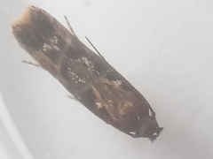 Caryocolum marmorea