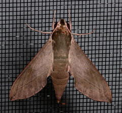 Theretra indistincta