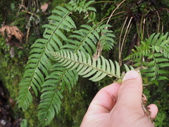 Polystichum tripteron