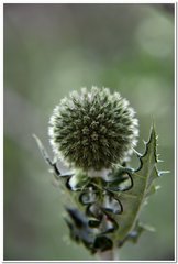 Echinops armatus