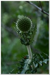 Echinops armatus