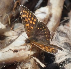 Melitaea diamina