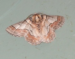 Hypobapta tachyhalotaria